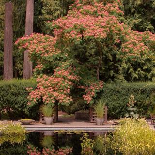Pink silk tree