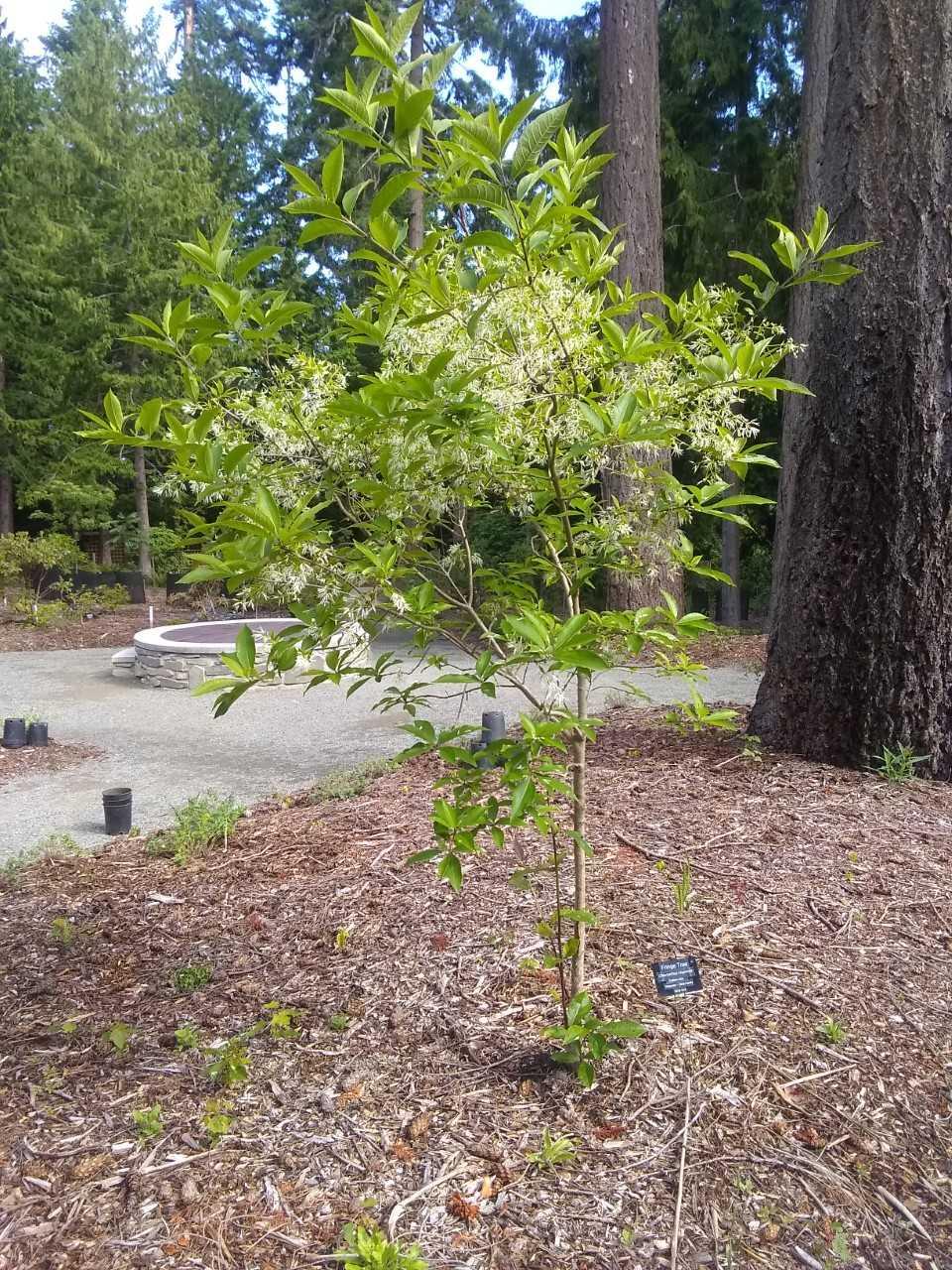 Fringe tree