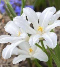 Chionodoxa alba