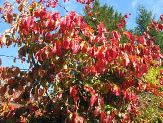 Parrotia persica