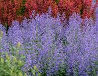 Catmint